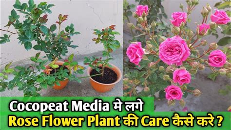 Cocopeat में लगे Rose Flower Plant की Care कैसे करें How To Care