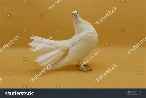 English Fantail Pigeon Beautiful White Pigeon Stock Photo 1918733456