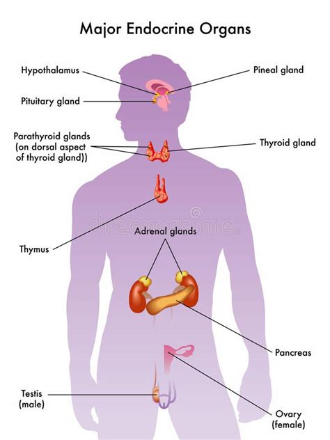 Endocrine System Medical Illustration Of The Major Endocrine Organs