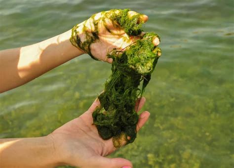 Filamentous Algae Lake Restoration