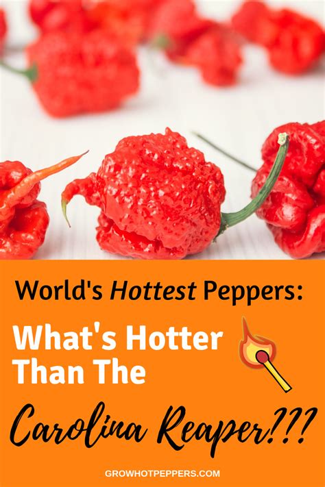 Whats Hotter Than The Carolina Reaper Stuffed Peppers Carolina Reaper Recipe Stuffed Hot