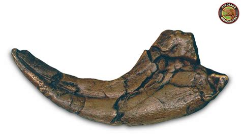 Utahraptor Claw Fossil Replica