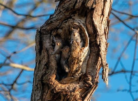 What Is A Grey Squirrel Nest Called 2022 🐬 Animalia Lifeclub