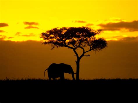 High Definition Wallpaper Club: African Sunset Wallpapers