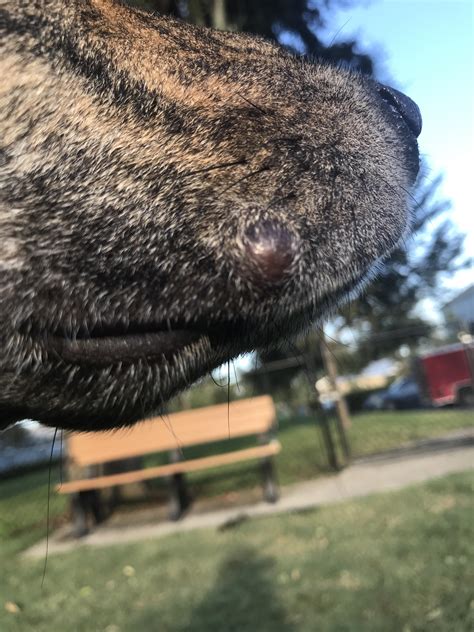 Need Advice My Sweet Dog Has This Bump On Her Lip Its Grown A Lot