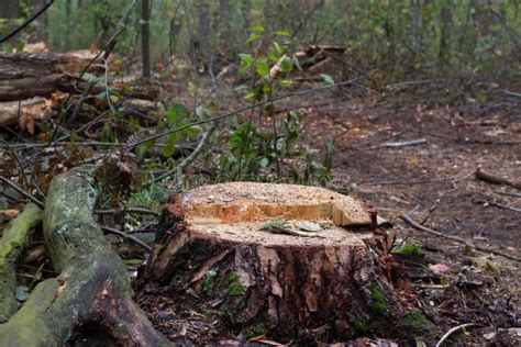 Pine Stump Result Of Tree Felling Total Deforestation Cut Forest