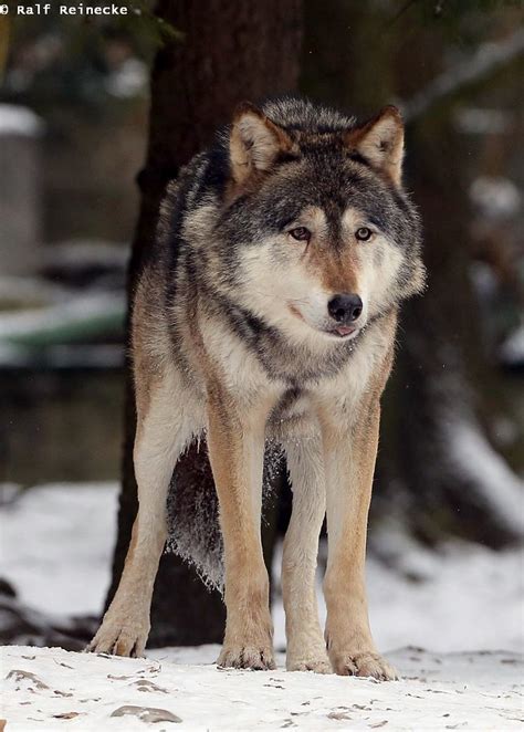 European Wolf München Zoo Hellabrunn January 2017 05 Flickr