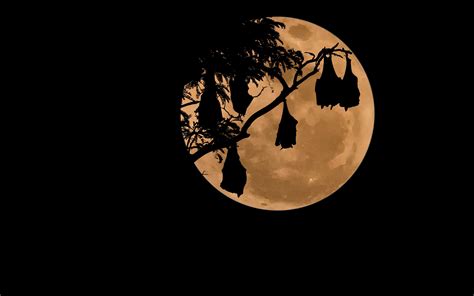 Silhouette Of Tree At Full Moon Hd Wallpaper Wallpaper Flare