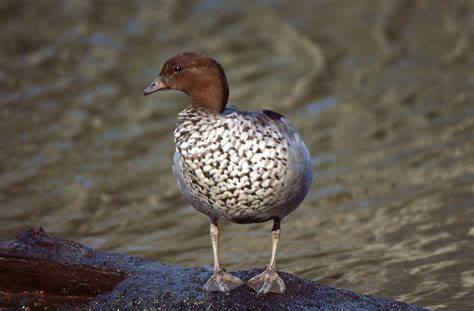 Australian Wood Duck The Australian Museum