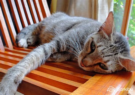 Hairballs is no doubt almost always the reason causing longhaired cats to vomit. Cat throwing up white foam and not eating - When to ...