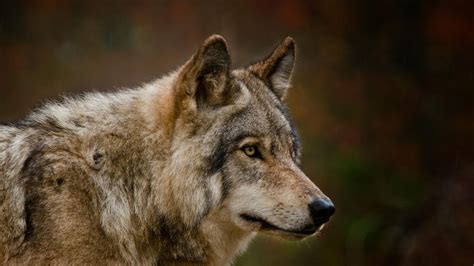 Petition · Call On Idaho To Restore Federal Protections For Gray Wolves