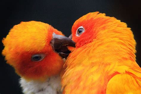 A Sun Parakeet S Kiss Animals Kissing Cute Animals Kissing Bird
