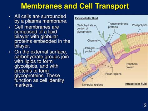 Ppt Cell Membrane Structure And Function Powerpoint Presentation