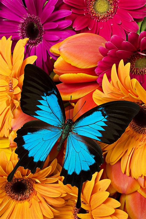 Blue Butterfly On Brightly Colored Flowers Photograph By Garry Gay Pixels