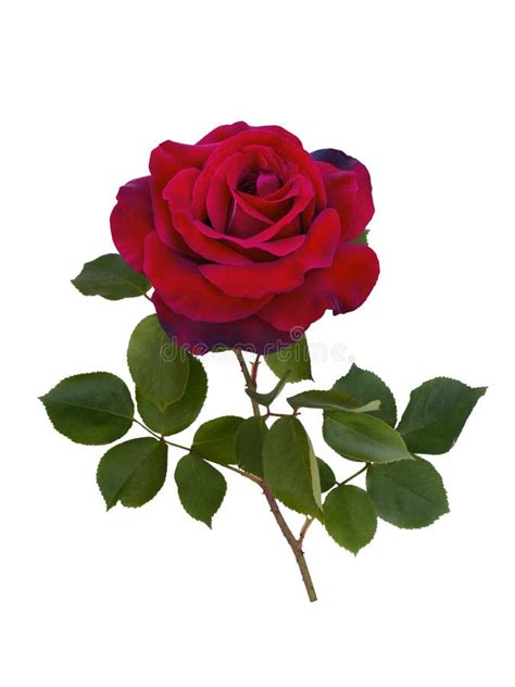 Dark Red Rose Stock Image Image Of Full Isolated Fragility 98584605