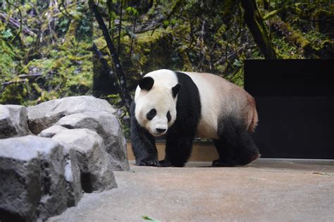 Ueno Zoo Has Opened A New Panda Enclosure That Resembles The Bears Habitat
