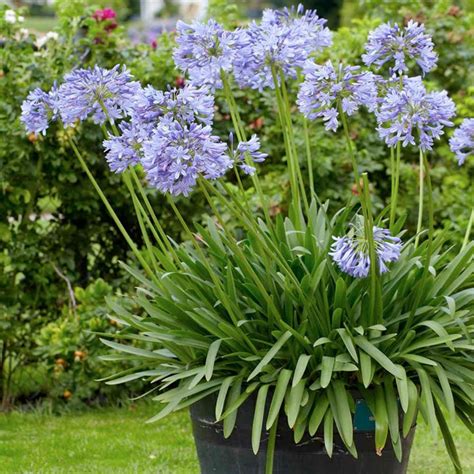 Agapanthus Plant Brilliant Blue Suttons Seeds And