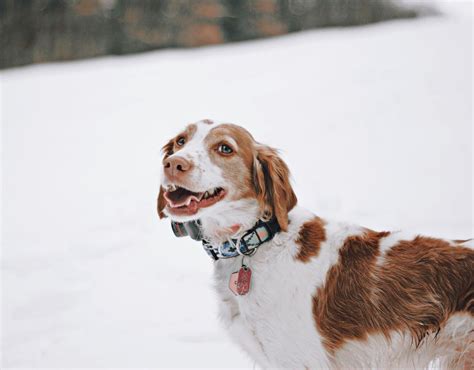 Should You Get A Brittany Spaniel Mix