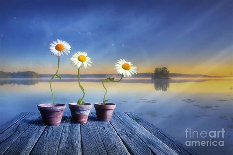 Can confuse people but is the easiest non thinking way to. Summer Morning Magic Photograph by Veikko Suikkanen