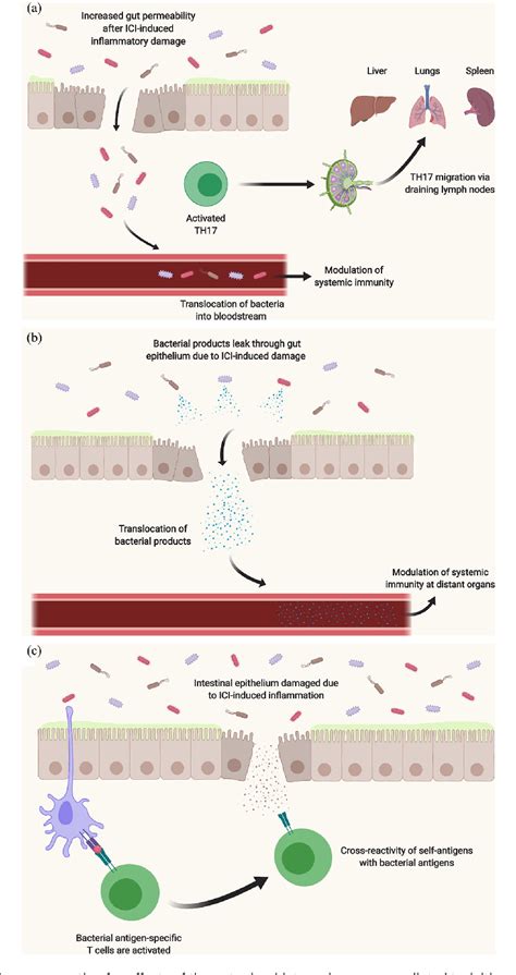 Figure 1 From Impact Of The Gut Microbiota On Immune Checkpoint