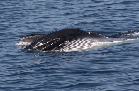 American heritage® dictionary of the english language. Blue Ocean Society's Whale Sightings: July 3- Prince of Whales- Newburyport