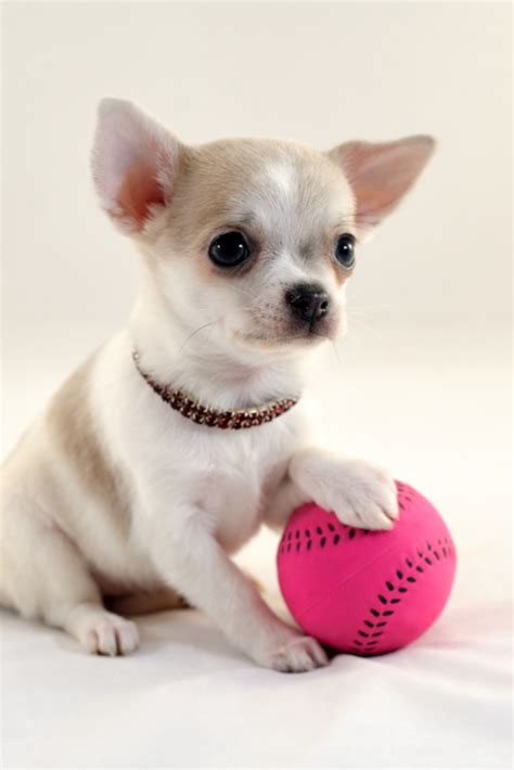 Cute Short Haired White Color Miniature Chihuahua Puppy With A Tennis