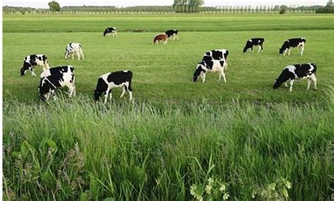 Include (or exclude) self posts. 巴西农业,巴西农业地域类型,巴西农作物_大山谷图库