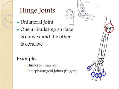 Ppt Classification Of Joints Powerpoint Presentation Free Download 162
