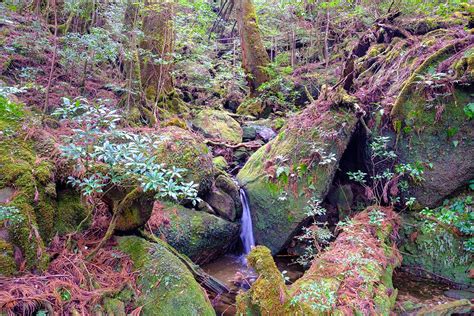 Yakushima Guides Hikes Waterfalls And Moss Forests Japan Travel