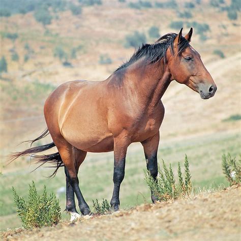 Il Cavallo Maremmano Dice Grazie Alla Biodiversita Con Equinbio C E