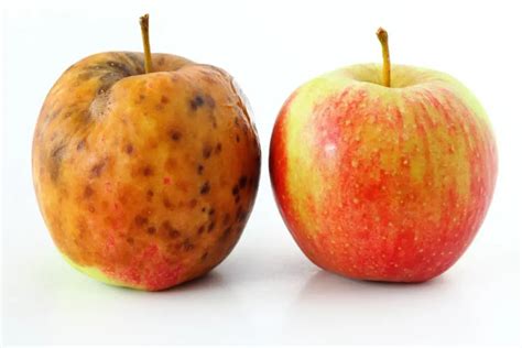 Why Do Apples Bruise Gardening Yards