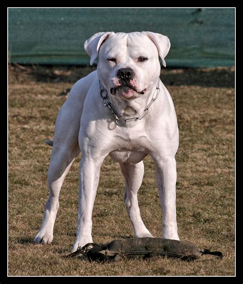 They are now used on animal farms, dog sports, and for showing. American Bulldog - Hunderasse A - Hundeseite.de