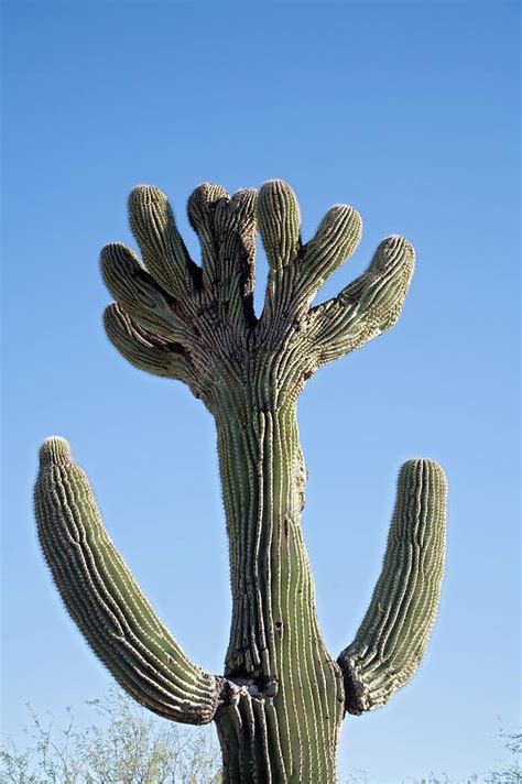 Crested Saguaro Cactus Photograph By Jim West Fine Art America