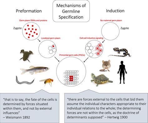 Frontiers Primordial Germ Cell Specification In Vertebrate Embryos