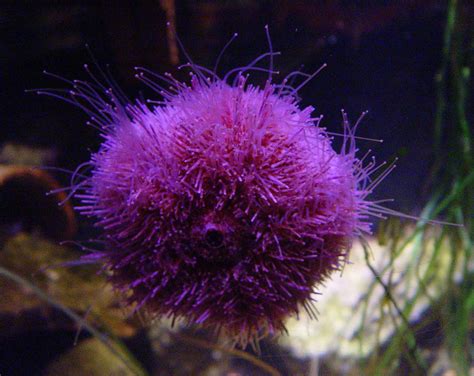 Photo Of Seeigel Pink Sea Urchin Sealife Oberhausen Sea Creatures