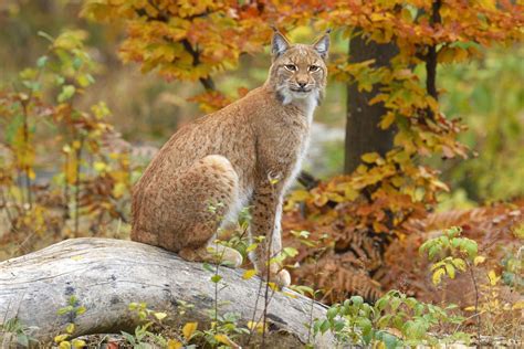 Do You Want To See Wild Lynx Roaming Free In The Uk Lynx Wild Cats