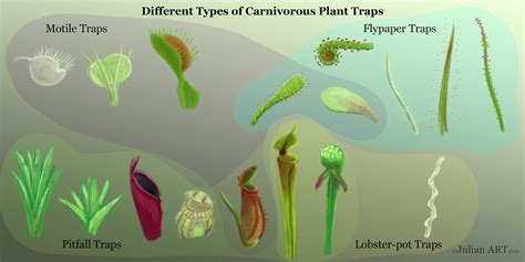 Carnivorous Plant Diversity And Evolution Part 1 An Introduction To Killer Plants