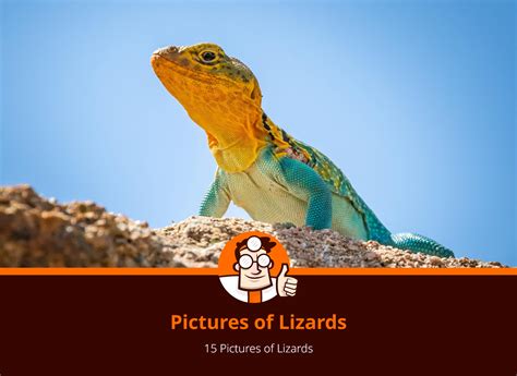 Identifying Lizards Complete Picture Guide Doctor Pest