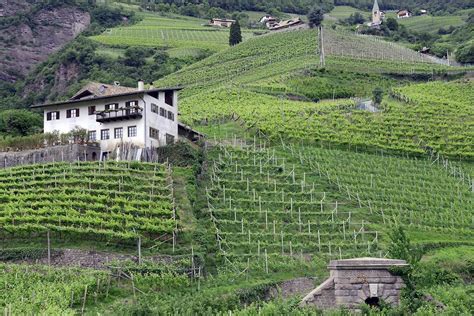 Vineyard Near Bolzano Bozen Alto Adige South Tyrol Pictures