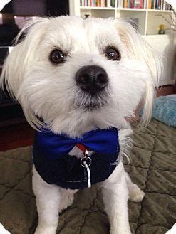 Acc is setting up a regional network of dedicated acc foster parents who are willing to foster a coton in an emergency situation when other avenues of help have been exhausted. Los Angeles, CA - Coton de Tulear. Meet Toby a Dog for Adoption. | Coton de tulear, Poor dog ...