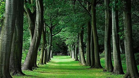 1080x2340px Free Download Hd Wallpaper Green Tree Woodland