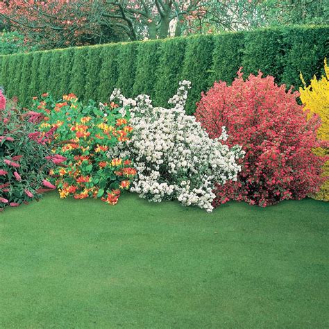 Bring Lots Of Color To Your Summer Garden The Tree Center