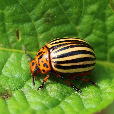 Potato Beetles · Shades Of Green Lawn And Landscape