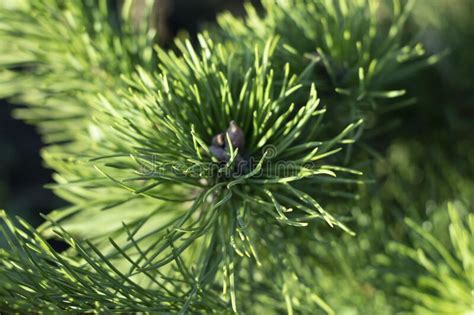 Close Up Of A Green Pine Tree Stock Photo Image Of Cone Christmas