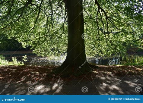 Tree Roots And Dry Leaves Dropped To The Ground Stock Image Image Of