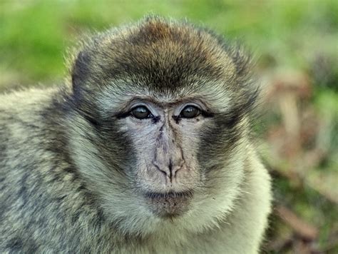 Free Photo Monkey Macaque Animal Primate Free Image On Pixabay