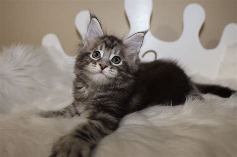 We didn't take this film, but it looked so cool, i just wanted to share it! Available Maine Coon Kittens for Sale - Large Maine Coon ...