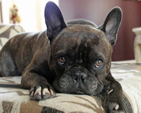 Parker very small size and good personality. I really want a French Bulldog. So cute!! | French bulldog ...