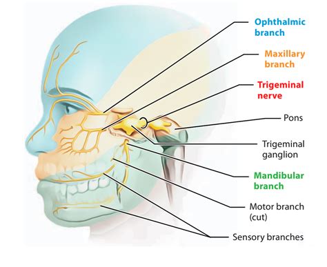 Fifth Cranial Nerve Trigeminal Nerve