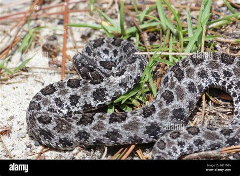 Pygmy Rattle Snake Sistrurus Miliarius Im Okaloosa County Florida